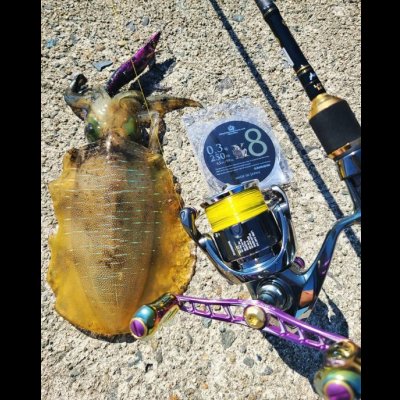 画像6: 限定 ☆ X8-PE 0.3-250m イエロー4m×SS1ｍ