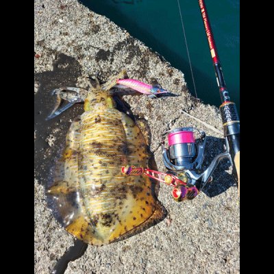 画像6: X8-PE 0.4-240ｍ luxury pink（ラグジュアリーピンク）烏賊Style限定