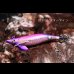 画像2: WILD CHASE/B-TR 3.0号 25ｇ/BTIK04/スターマイン (2)